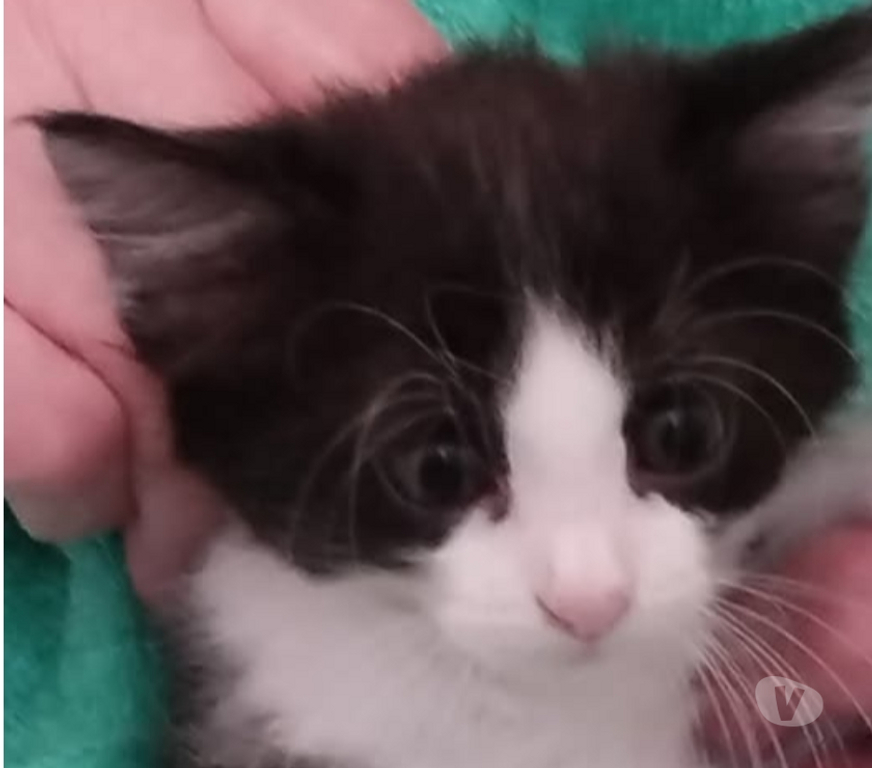 Don animaux Drôme Charpey - Photos Vivastreet Chat AYOUNE à l adoption