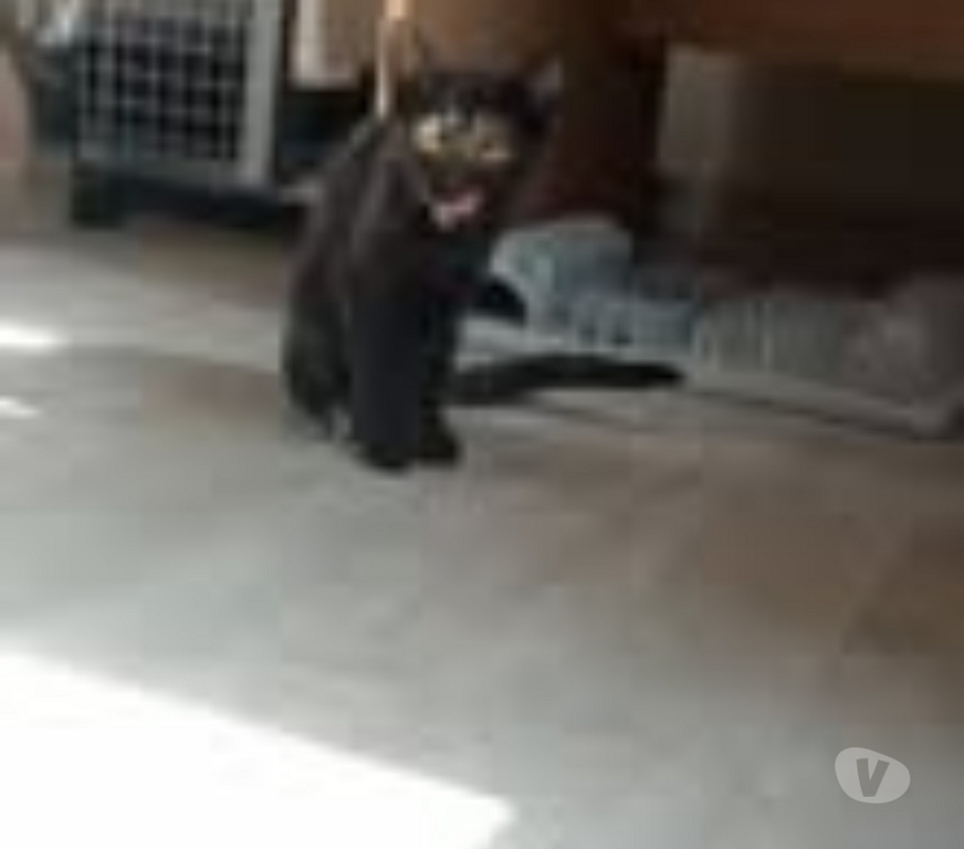 Don animaux Ardèche Guilherand Granges - 07500 - Photos Vivastreet Chat KIWI à l adoption