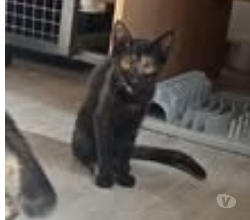 Don animaux Ardèche Guilherand Granges - 07500 - Photos Vivastreet Chat KIWI à l adoption