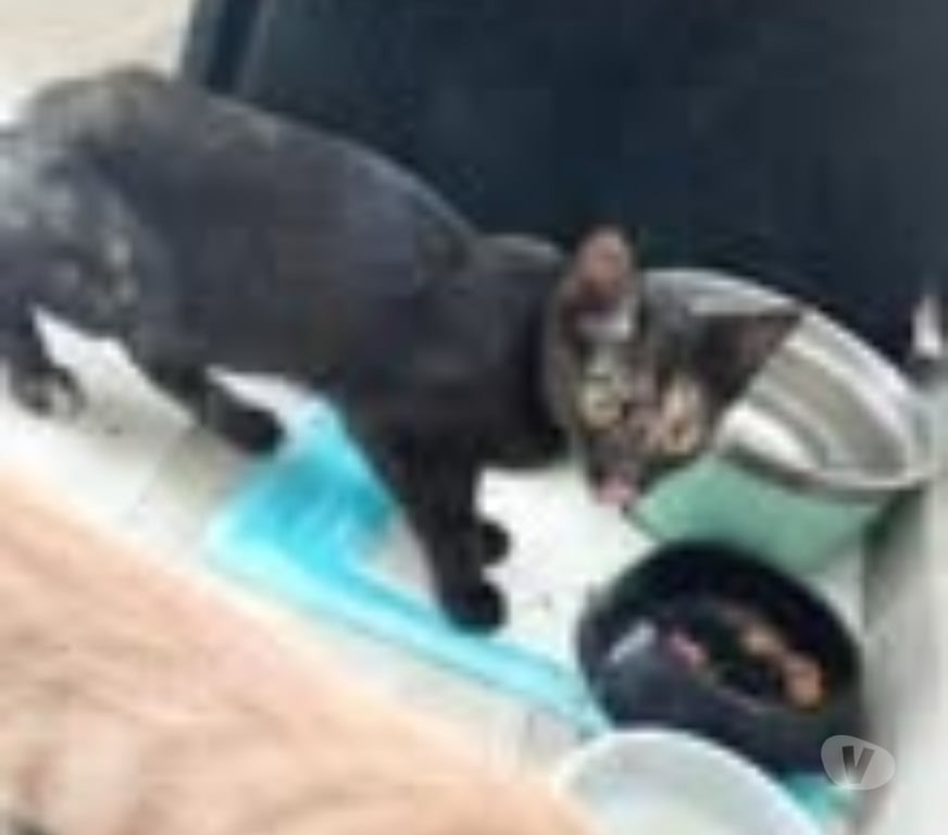 Don animaux Ardèche Guilherand Granges - 07500 - Photos Vivastreet Chat KIWI à l adoption