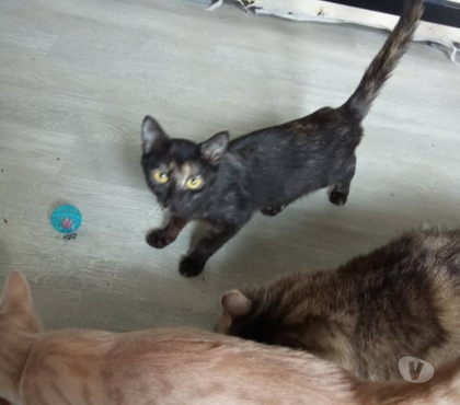 Adoption animaux Guilherand Granges Ardèche - Photos Vivastreet Chat KIWI à l adoption
