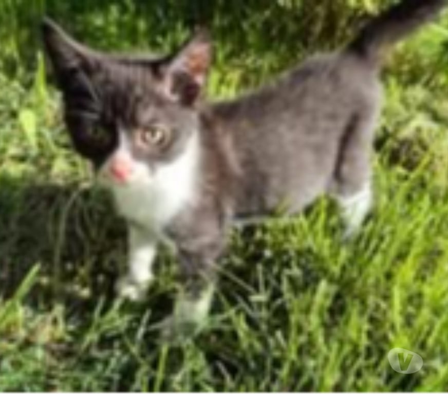 Don animaux Drôme Montchenu - 26350 - Photos Vivastreet Chat ANATOLE à l adoption