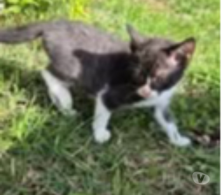 Don animaux Drôme Montchenu - 26350 - Photos Vivastreet Chat ANATOLE à l adoption