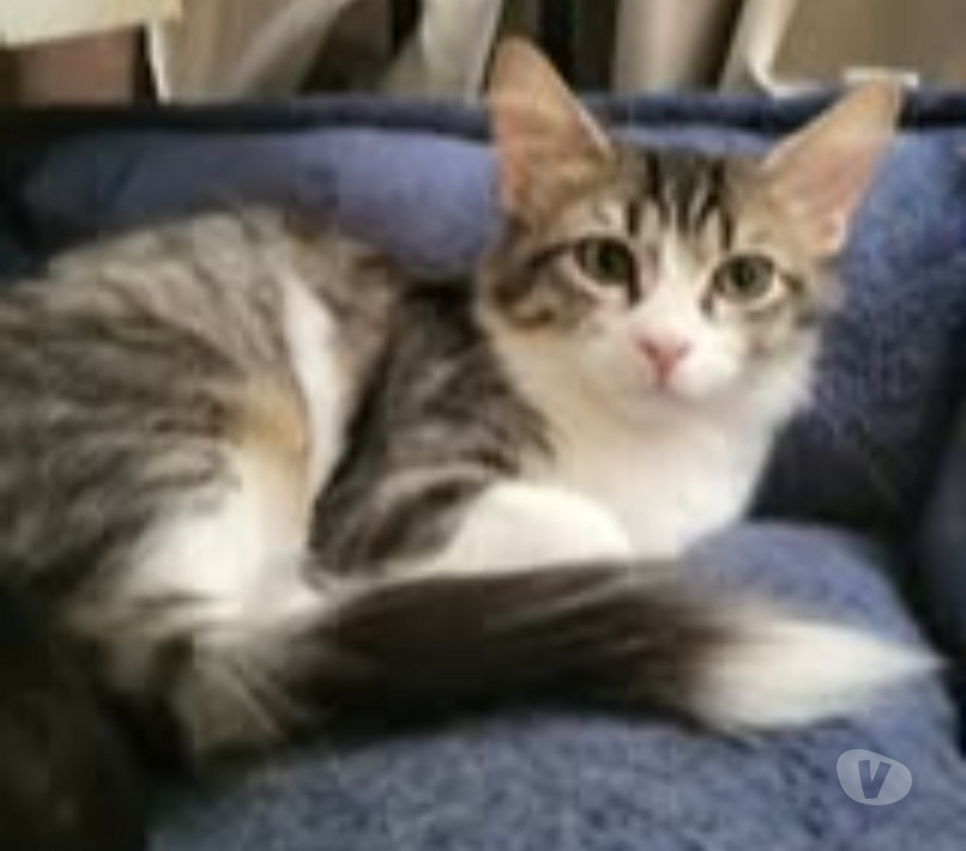 Don animaux Drôme St Paul Trois Chateaux - 26130 - Photos Vivastreet Chat LEON à l adoption