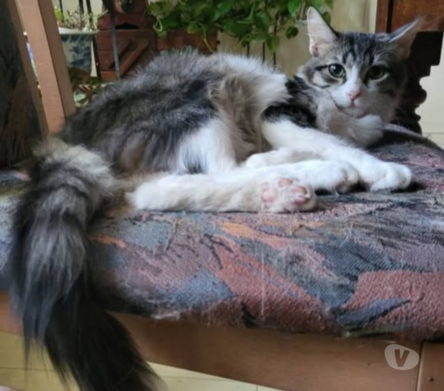 Don animaux Drôme St Paul Trois Chateaux - 26130 - Photos Vivastreet Chat LEON à l adoption