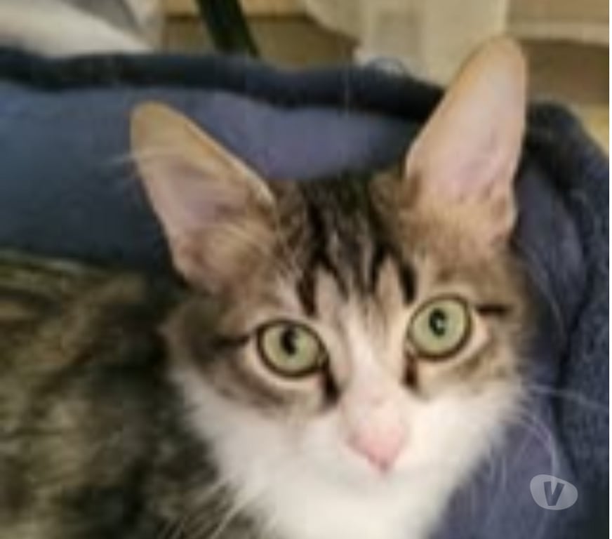 Don animaux Drôme St Paul Trois Chateaux - 26130 - Photos Vivastreet Chat LEON à l adoption