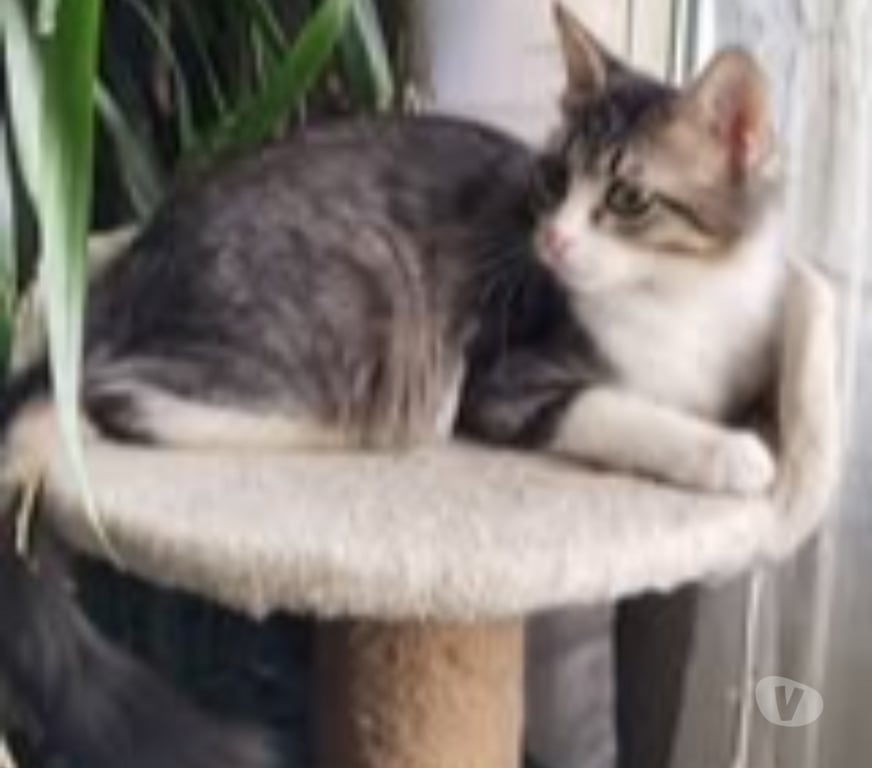 Don animaux Drôme St Paul Trois Chateaux - 26130 - Photos Vivastreet Chat LEON à l adoption