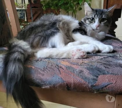 Adoption animaux St Paul Trois Chateaux Drôme - Photos Vivastreet Chat LEON à l adoption
