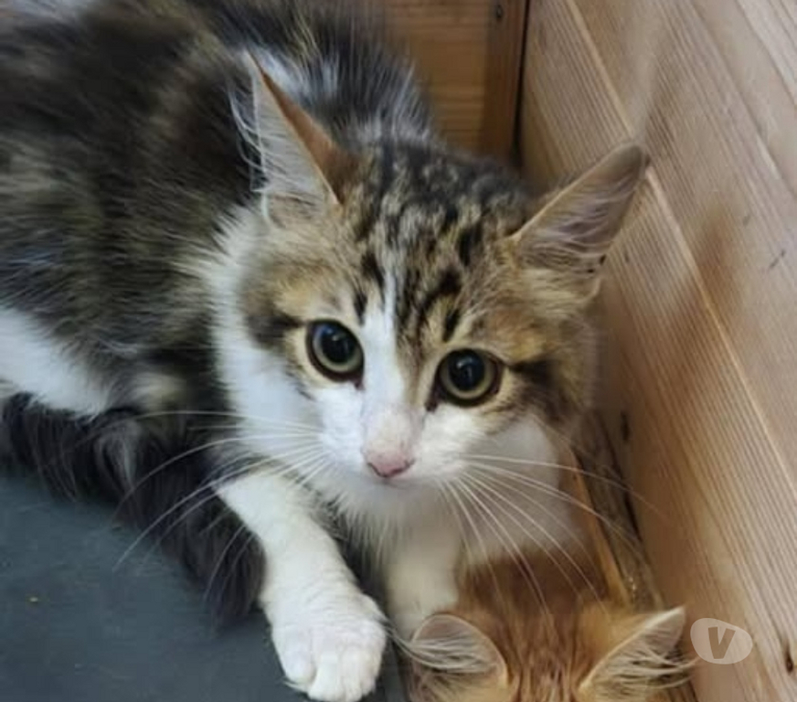 Don animaux Ardèche Guilherand Granges - 07500 - Photos Vivastreet Chat DENVER à l adoption