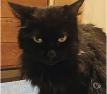 CHAT FEMELLE 7 ANS NOIRE POILS LONGS ÉPILEPTIQUE TRAITEE