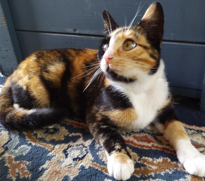 Animaux perdus Pas-de-Calais Caumont - 62140 - Photos Vivastreet CHATTE PERDUE – RECHERCHE URGENTE