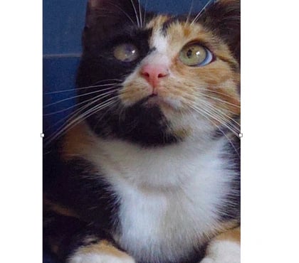 Animaux perdus Caumont Pas-de-Calais - Photos Vivastreet CHATTE PERDUE – RECHERCHE URGENTE
