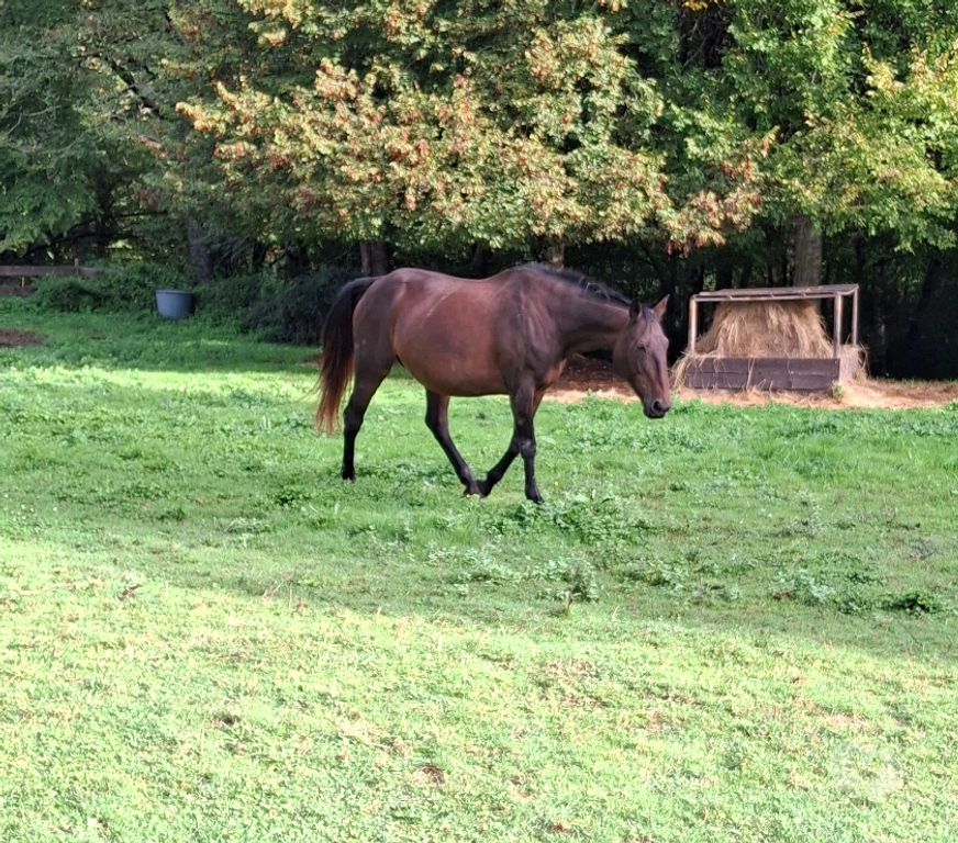 Vente Gers Cazaubon - 32150 - Photos Vivastreet jument top sympa