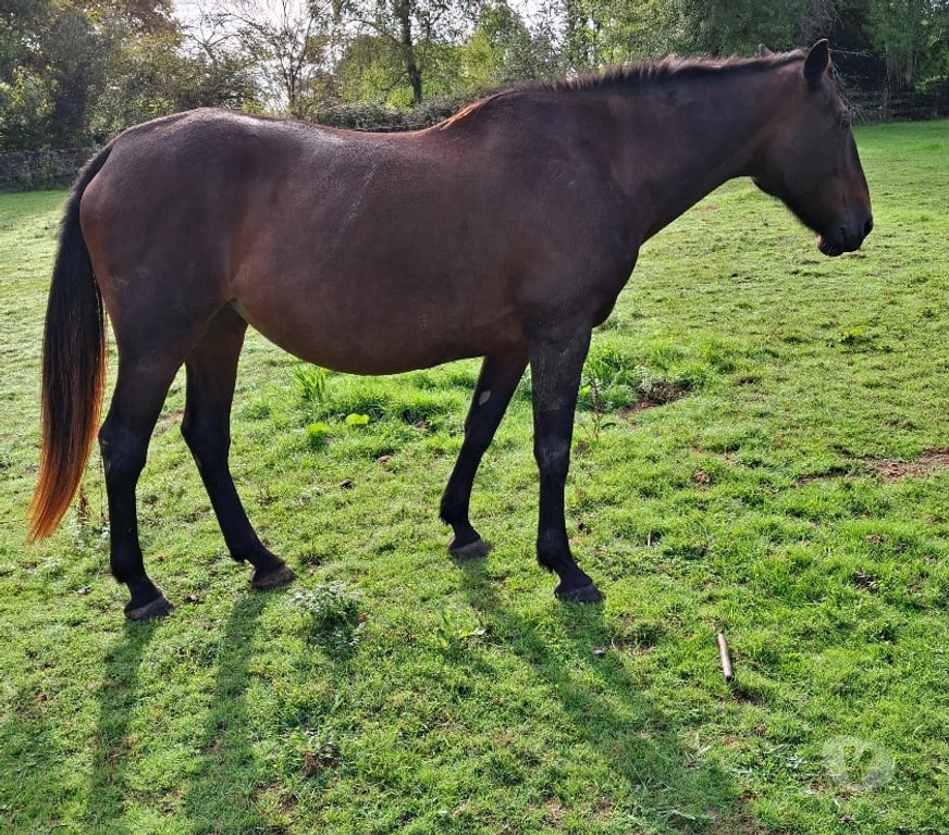 Vente Gers Cazaubon - 32150 - Photos Vivastreet jument top sympa