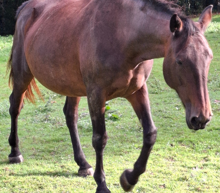 Vente Gers Cazaubon - 32150 - Photos Vivastreet jument top sympa