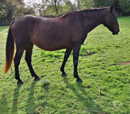 Vente animaux Cazaubon Gers - Photos Vivastreet jument top sympa
