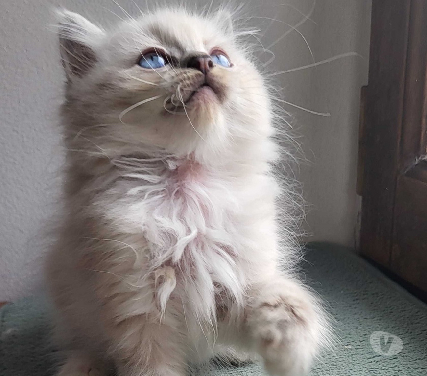 Vente Cher Bourges - 18000 - Photos Vivastreet Chatons Ragdolls