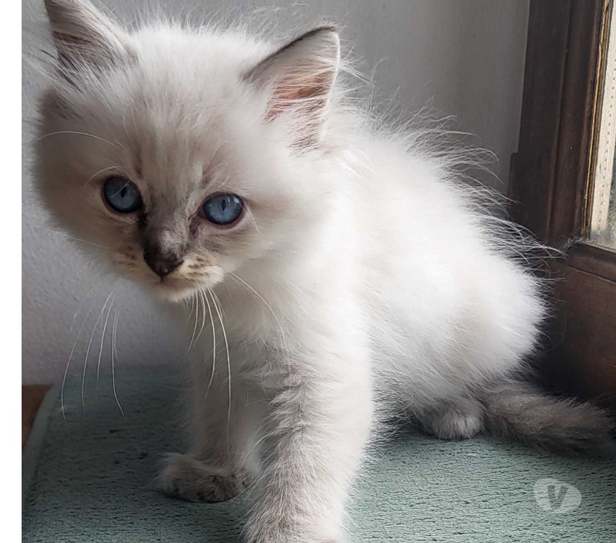 Vente Cher Bourges - 18000 - Photos Vivastreet Chatons Ragdolls