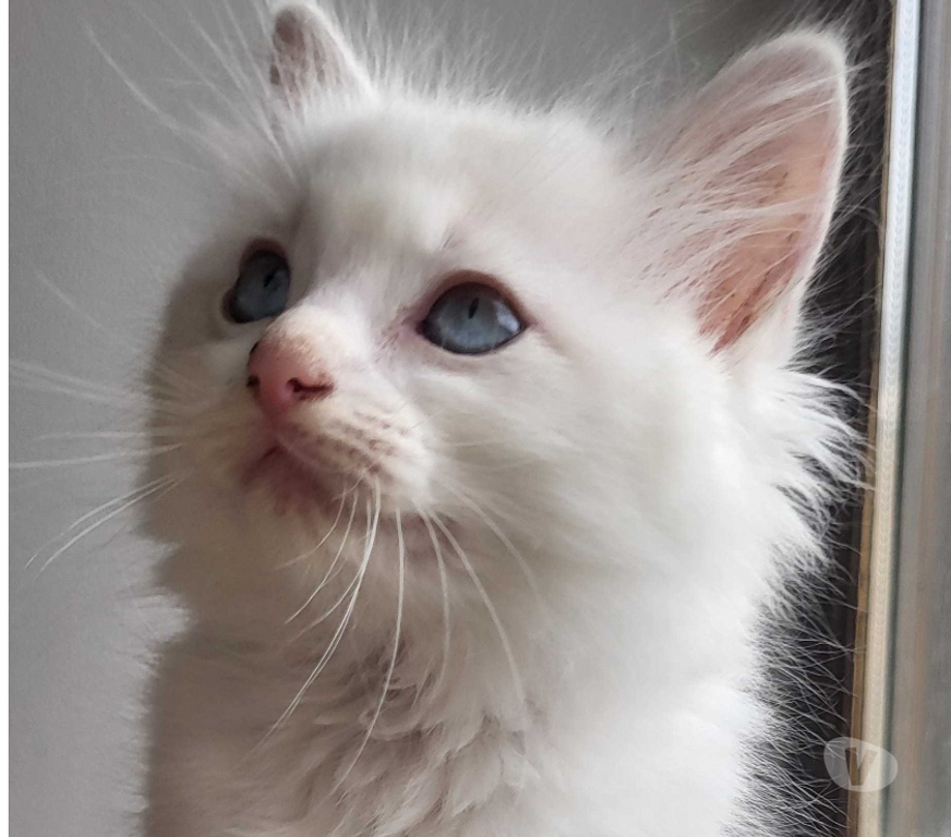 Vente Cher Bourges - 18000 - Photos Vivastreet Chatons Ragdolls