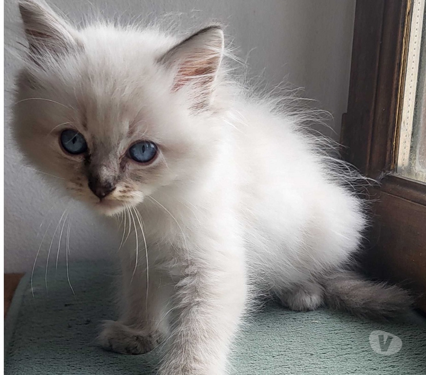 Vente Cher Bourges - 18000 - Photos Vivastreet Chatons Ragdolls