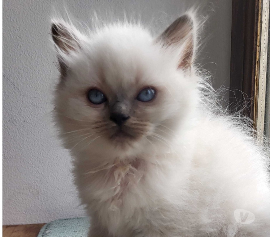 Vente Cher Bourges - 18000 - Photos Vivastreet Chatons Ragdolls