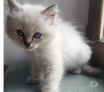 Chatons Ragdolls
