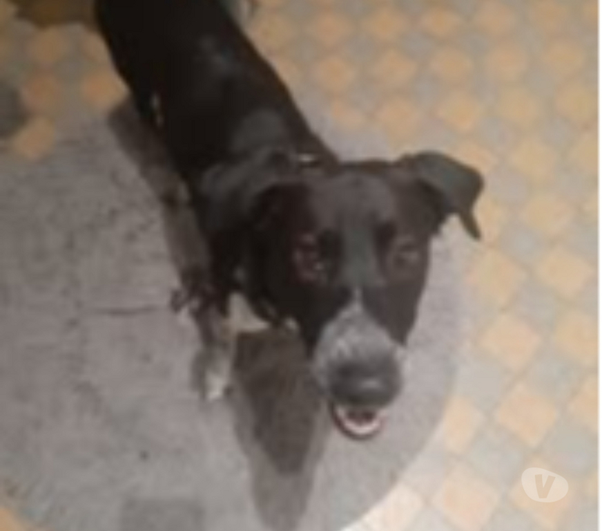 Don animaux Drôme Valence - 26000 - Photos Vivastreet Chien SANTANA à l adoption