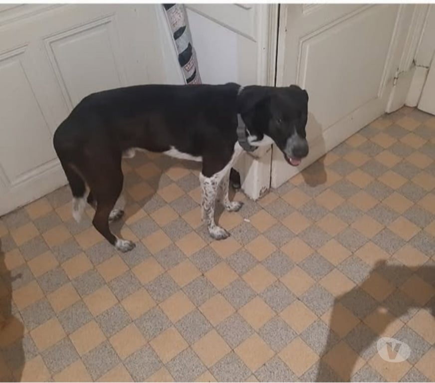 Don animaux Drôme Valence - 26000 - Photos Vivastreet Chien SANTANA à l adoption