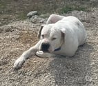 Chien ODIN à l adoption