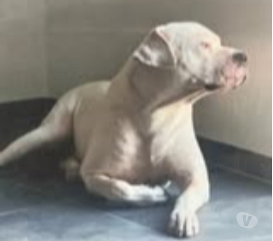 Don animaux Drôme Chabrillan - 26400 - Photos Vivastreet Chien ODIN à l adoption