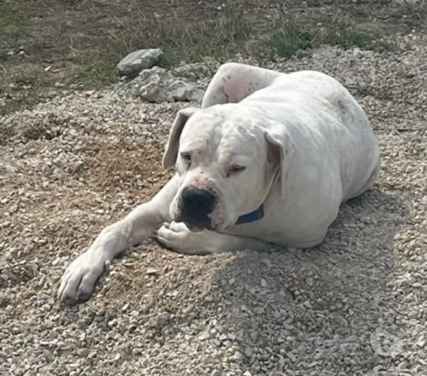 Don animaux Drôme Chabrillan - 26400 - Photos Vivastreet Chien ODIN à l adoption