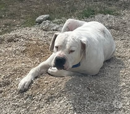 Adoption animaux Chabrillan Drôme - Photos Vivastreet Chien ODIN à l adoption