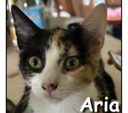 Adoption animaux Lyon Lyon - Photos Vivastreet ARIA, chatonne câline et joueuse