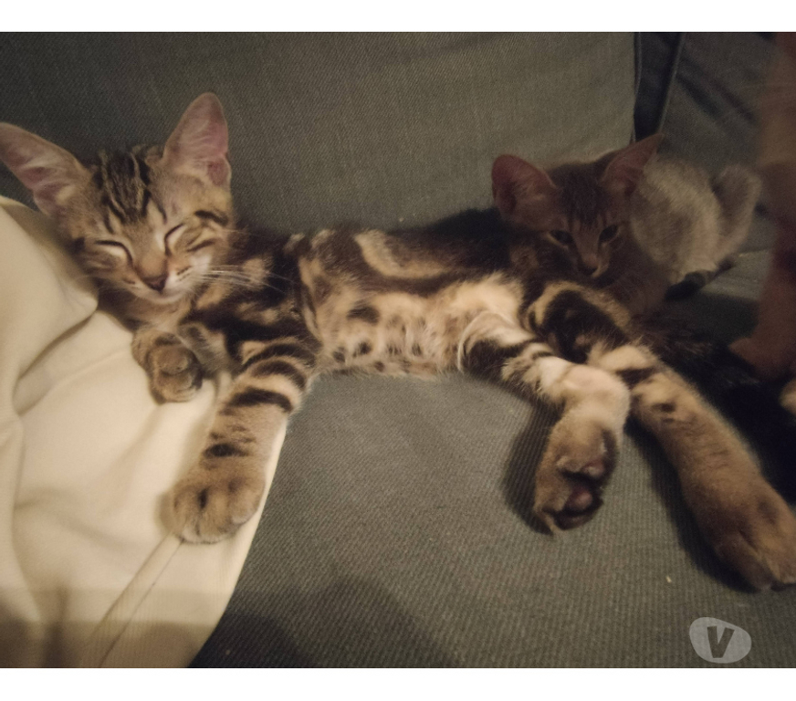 Don animaux Rhône Lyon - Photos Vivastreet ARCHI, chaton attachant et affectueux