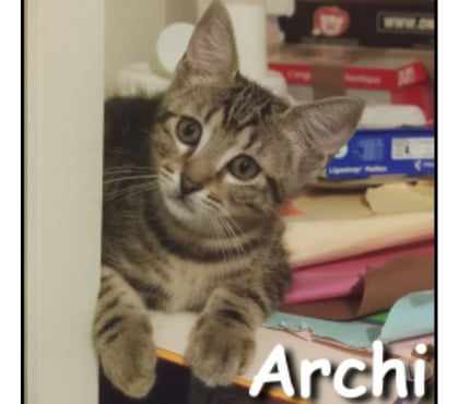 Don animaux Lyon Lyon - Photos Vivastreet ARCHI, chaton attachant et affectueux
