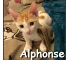 ALPHONSE, chaton joueur et câlin