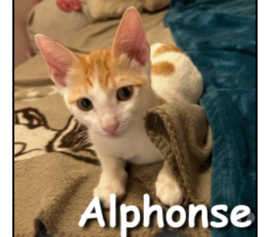 Don animaux Rhône Lyon - Photos Vivastreet ALPHONSE, chaton joueur et câlin