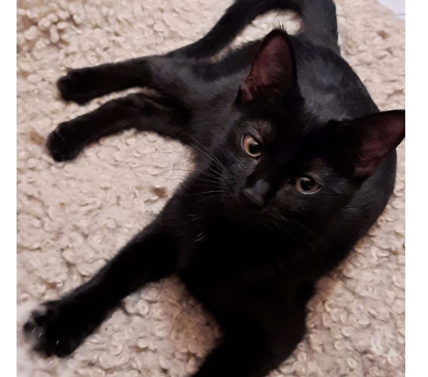 Don animaux Rhône Lyon - Photos Vivastreet AURORE, minette adorable