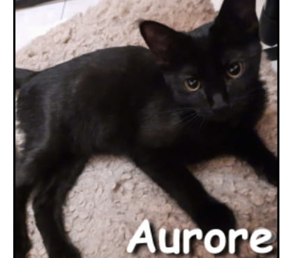 Don animaux Lyon Lyon - Photos Vivastreet AURORE, minette adorable