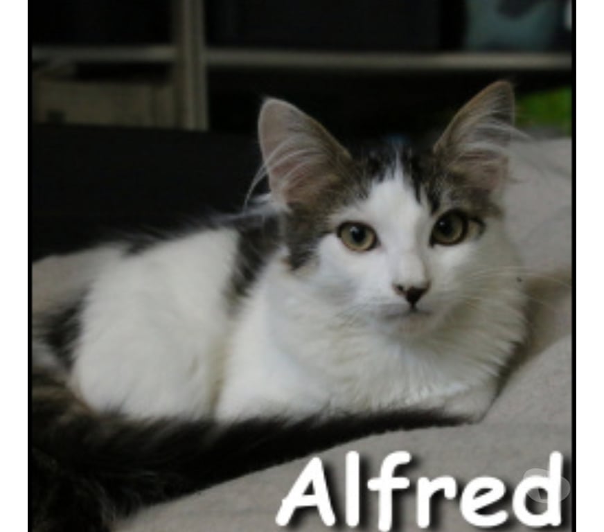 Don animaux Rhône Lyon - Photos Vivastreet ALFRED, chaton doux et câlin
