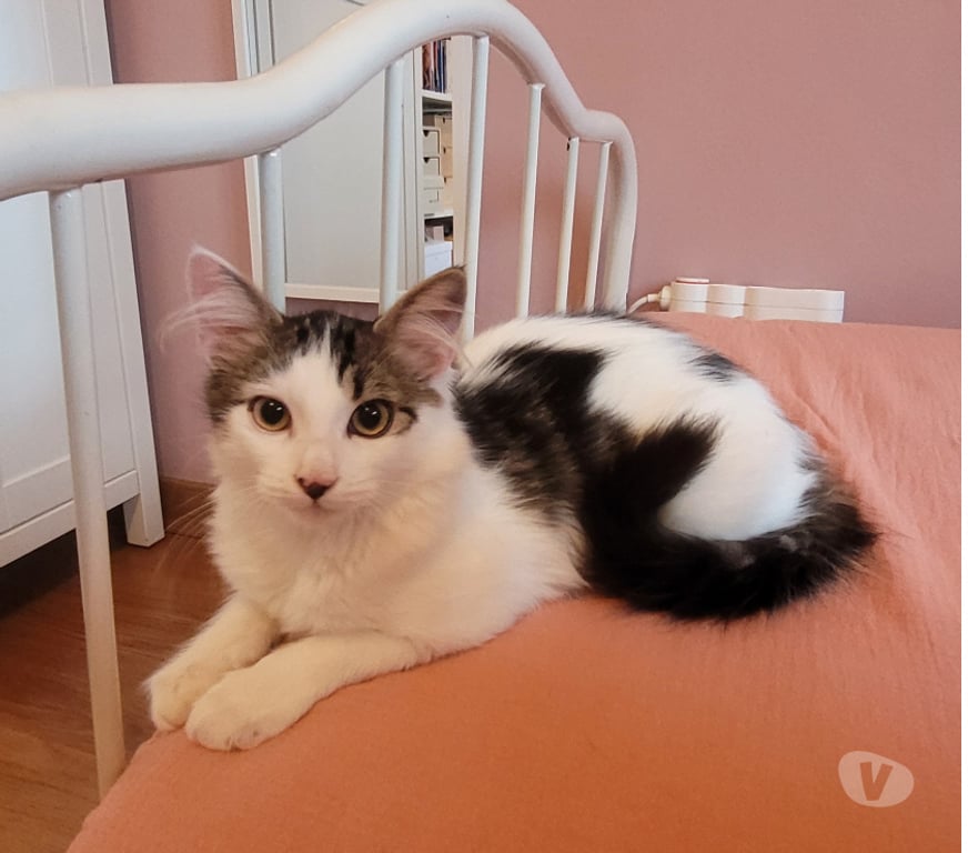 Don animaux Rhône Lyon - Photos Vivastreet ALFRED, chaton doux et câlin