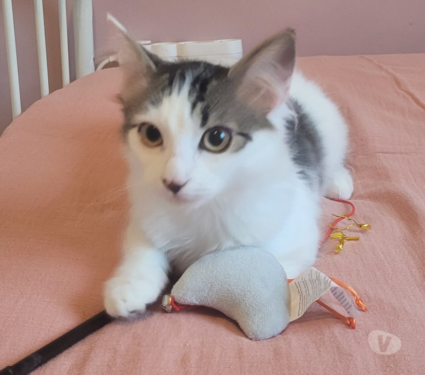 Don animaux Rhône Lyon - Photos Vivastreet ALFRED, chaton doux et câlin