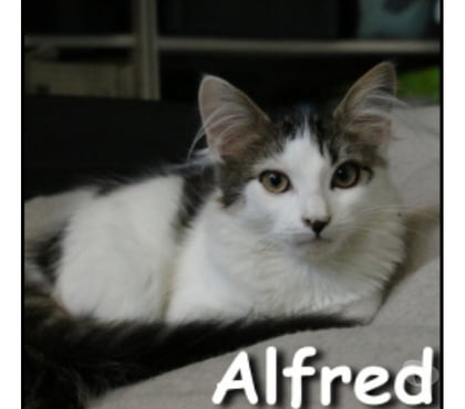 Adoption animaux Lyon Lyon - Photos Vivastreet ALFRED, chaton doux et câlin