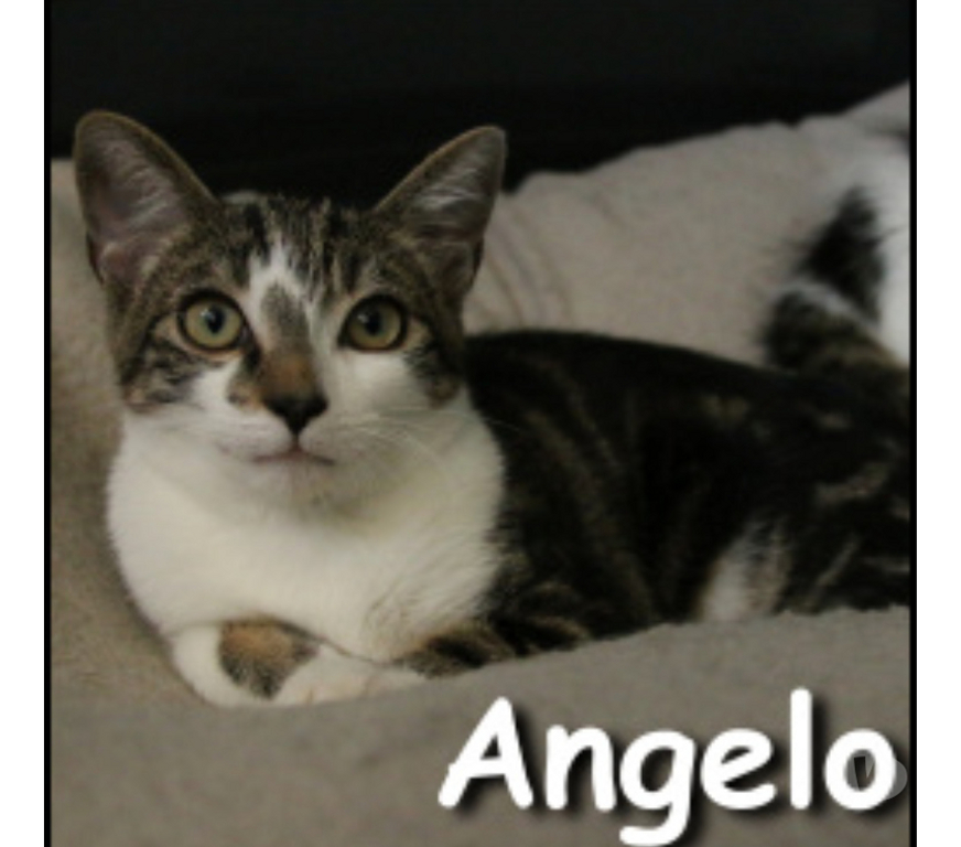 Don animaux Rhône Lyon - Photos Vivastreet ANGELO, chaton câlin et tendre