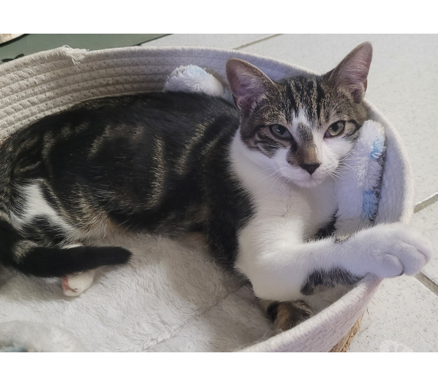 Don animaux Rhône Lyon - Photos Vivastreet ANGELO, chaton câlin et tendre