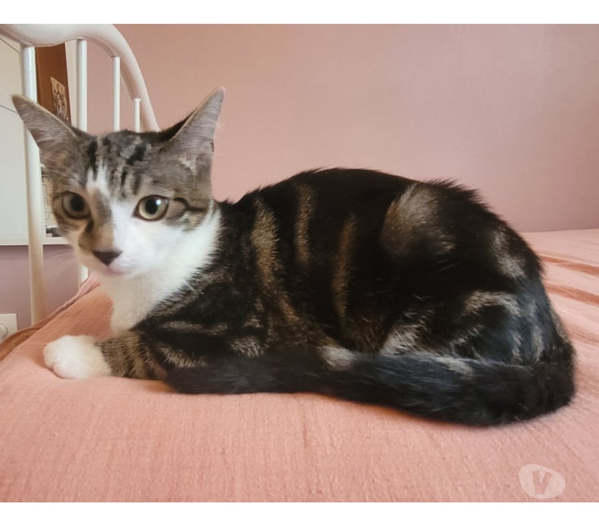 Don animaux Rhône Lyon - Photos Vivastreet ANGELO, chaton câlin et tendre