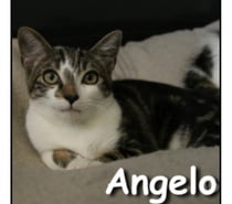 ANGELO, chaton câlin et tendre