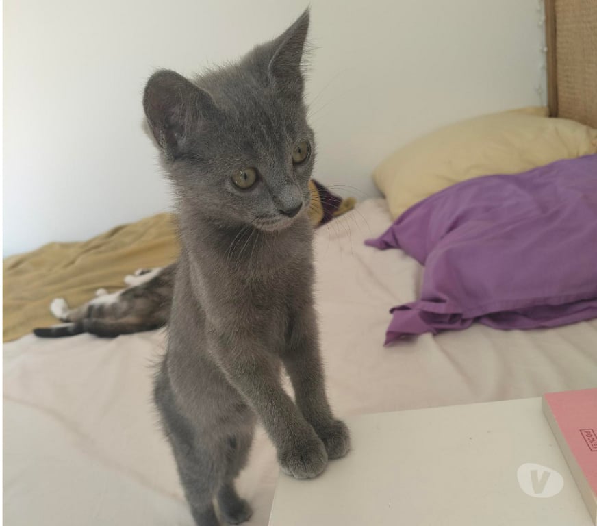 Don animaux Rhône Lyon - Photos Vivastreet ASTRA, chatonne joueuse et pleine de vie