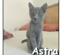 ASTRA, chatonne joueuse et pleine de vie