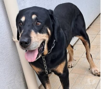 Don animaux Clerieux Drôme - Photos Vivastreet Chien KOOKY à l adoption